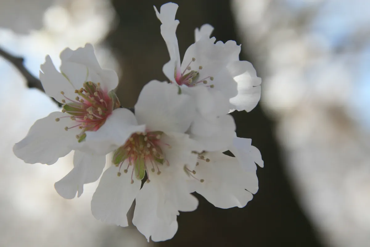 Almond blossoms open on the branch, white petals with pink centers