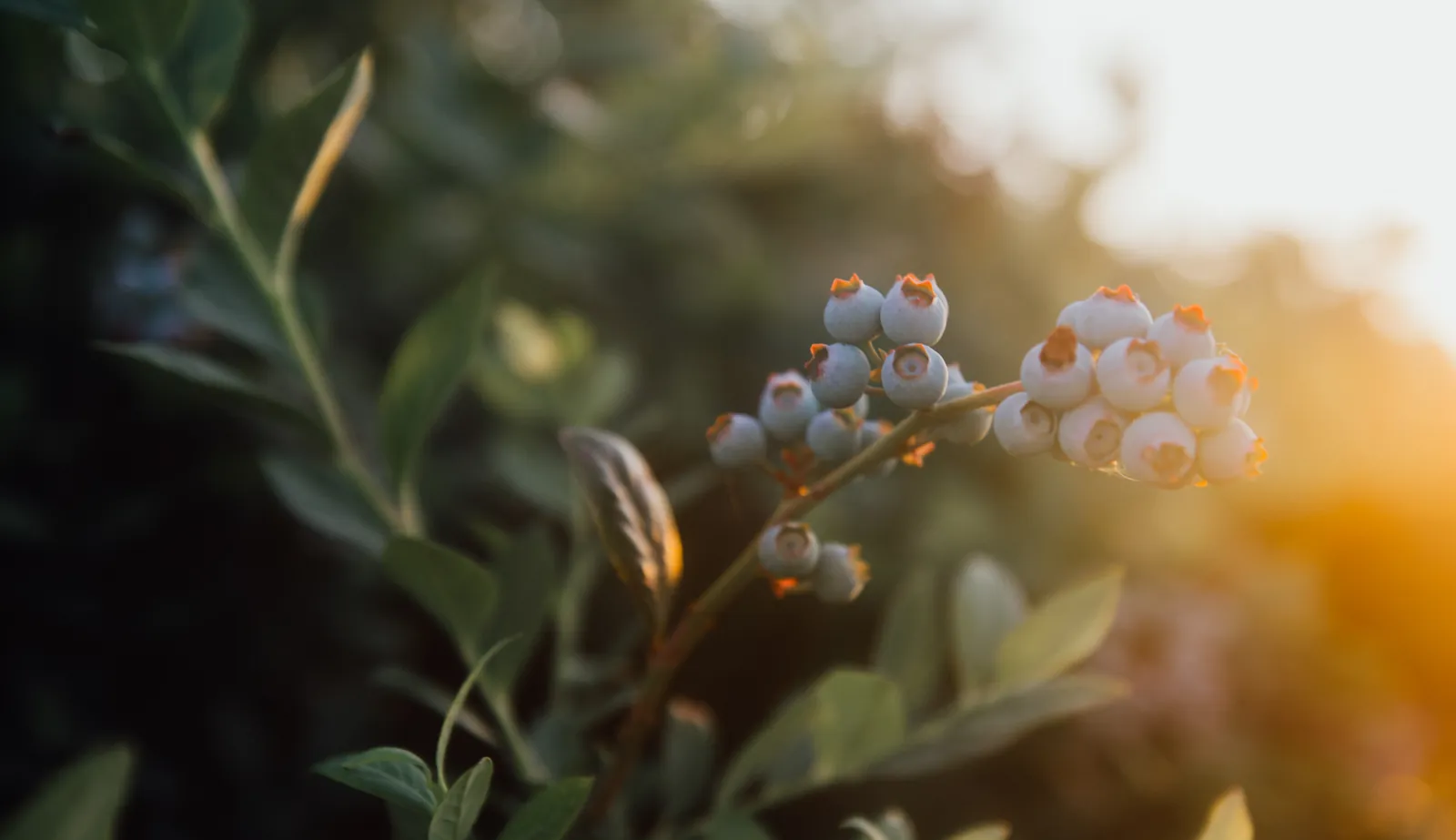 Blueberries ripening on the bush with the sun going down behind the field