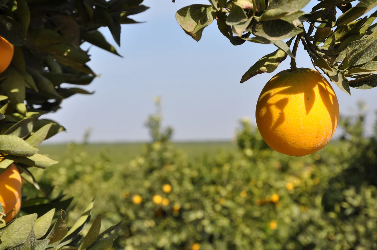 A ripe orange hanging in the foreground with rows of citrus trees running out behind it